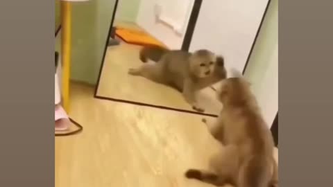 Funny cat videos