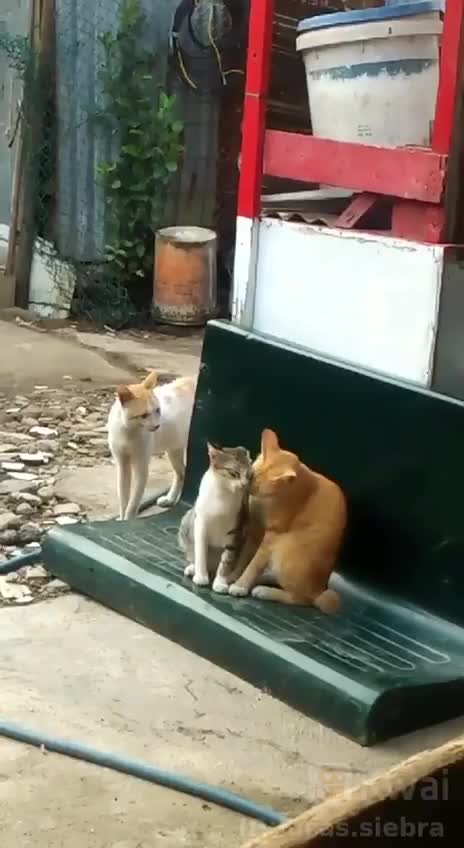 betrayal between animals also exists lol