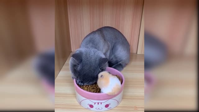 Baby Cats - Funny and Cute Baby Cat Videos Compilation