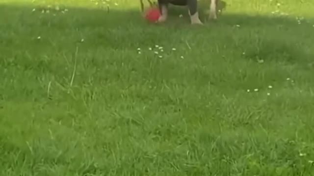 Funny Dog Videos