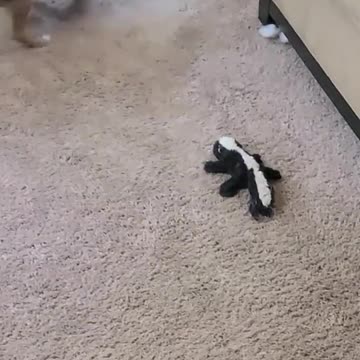 This dog does this every after bath #shorts