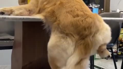 Dog: Should I lose weight