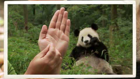 CUTE RED PANDA CREATURE ADVENTURE | The Real-Life Wild Kratts
