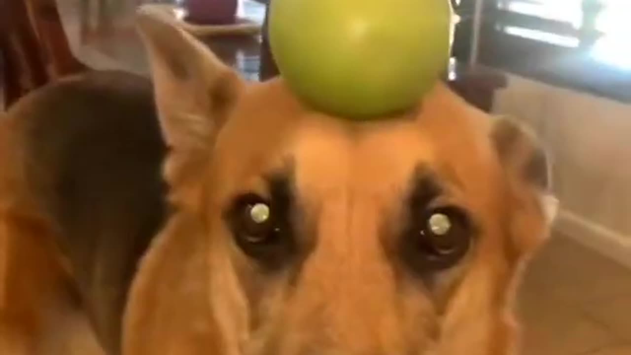 Try not to laugh🤣 Funny animals