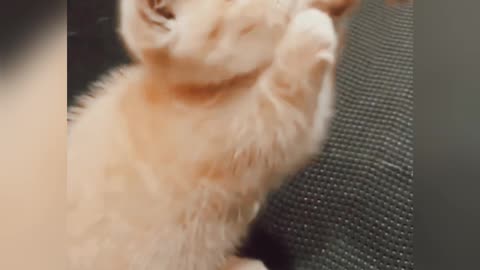The cute cat is playing🥰🥰🥰🥰