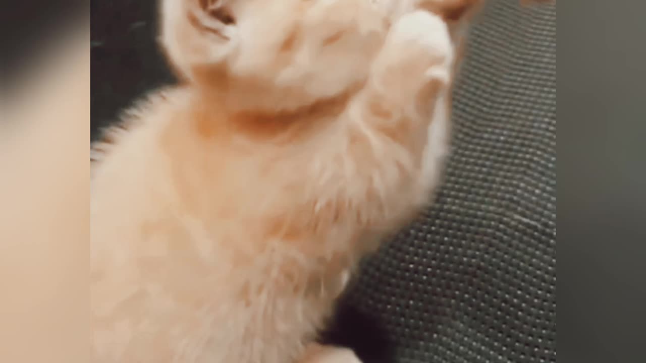 The cute cat is playing🥰🥰🥰🥰