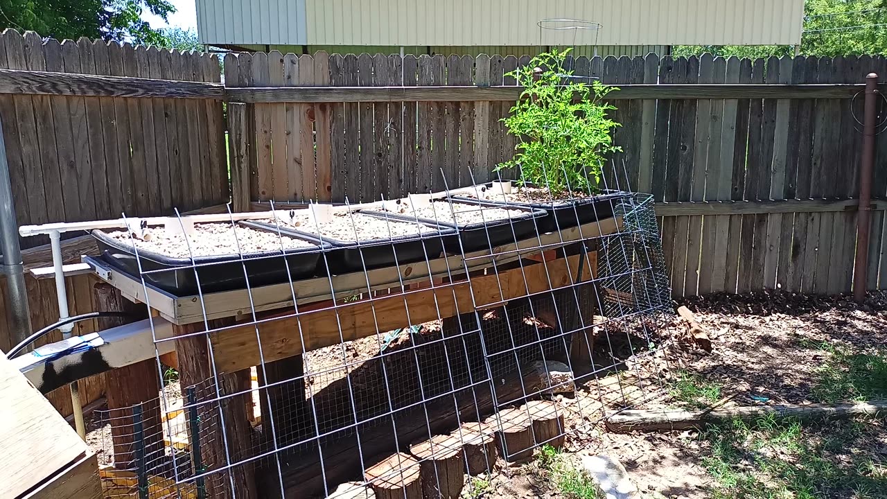 June 10 Aquaponics Update