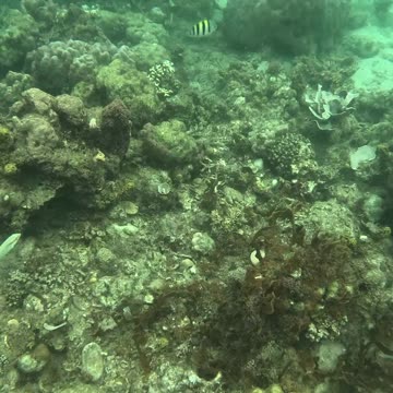 Snorkeling Adventure, There’s something so magical about being around a healing reef.