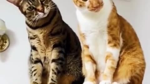 Funny cats