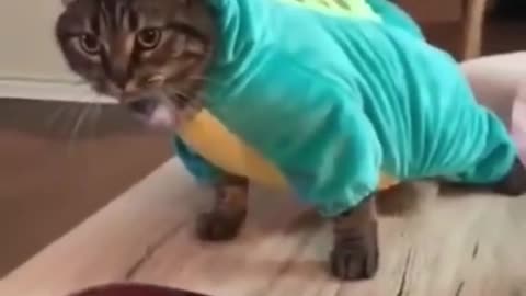 Funny videos of animals part 185