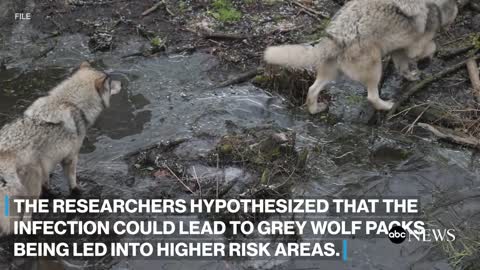 Grey wolves infected with this parasite are more likely to become pack leaders, scientists say