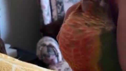 Funny Parrot