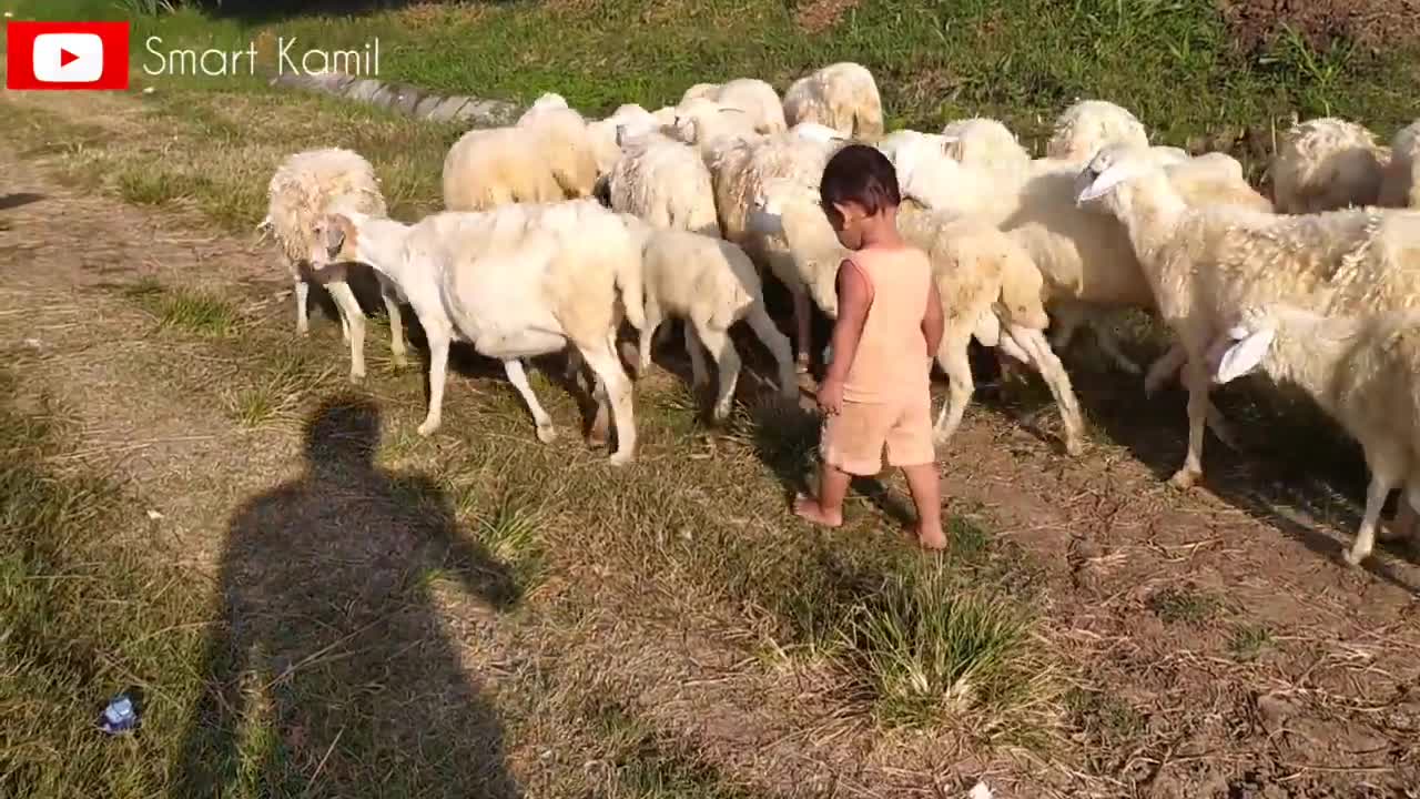 Cute Goat|Cute Animals|Sing My Goat's Song|Mbee Embek Cute Sheep