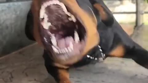 Mounter Angry Rottweiler sound #cutedog #cute #dog #shorts #shorts #short #youtubeshorts