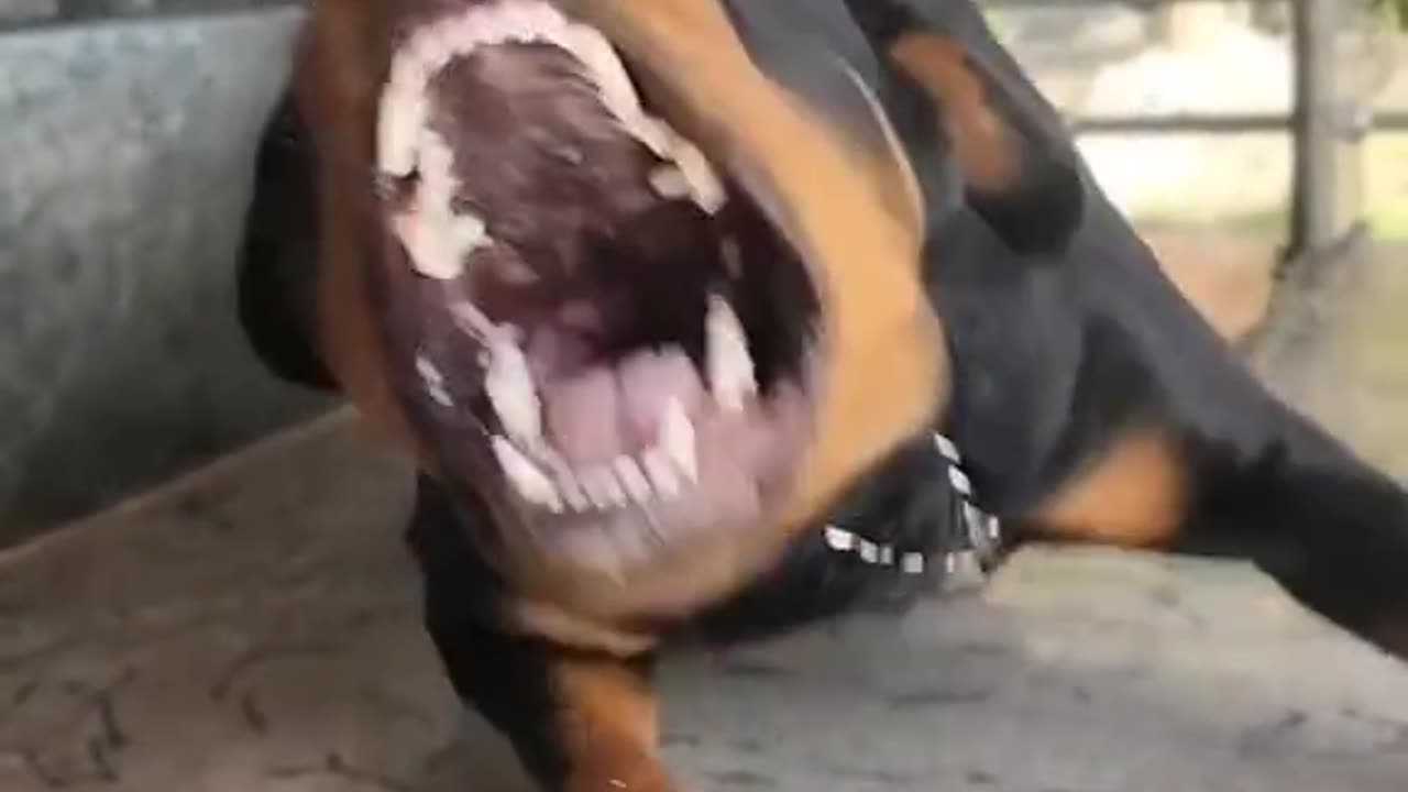 Mounter Angry Rottweiler sound #cutedog #cute #dog #shorts #shorts #short #youtubeshorts