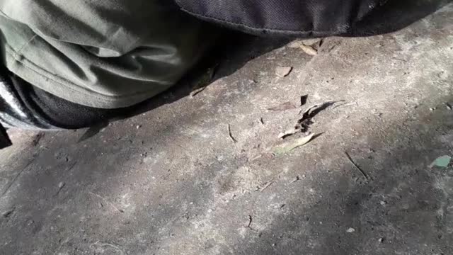 Carp feed in hungary