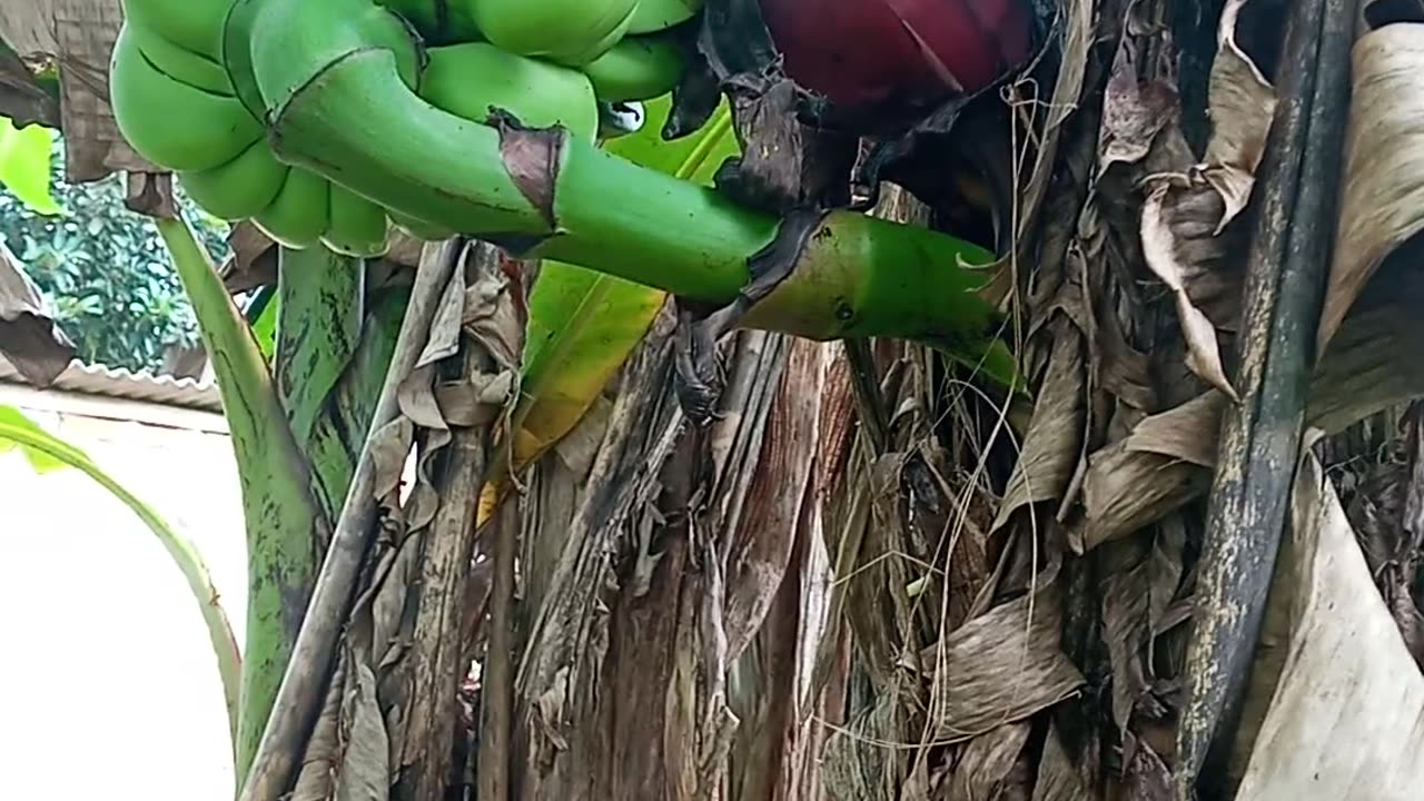 banana trees are very rare, bear fruit on the trunk