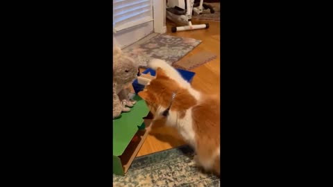 Funniest cats