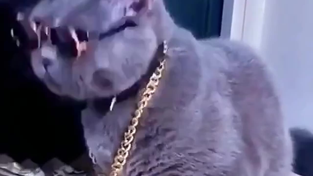 Funny cat showing the swag crying yell