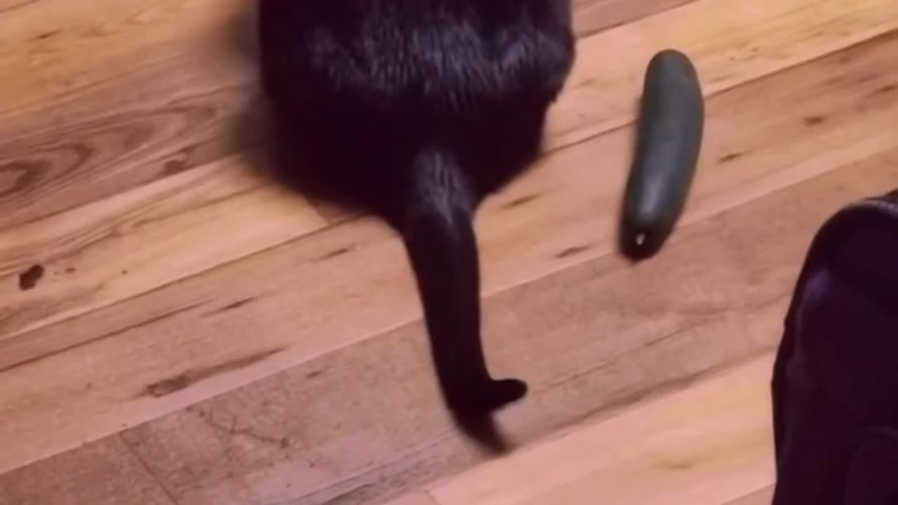 Cat 🐱 vs cucumber🥒|cat funny videos