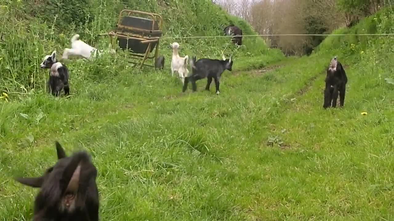 Chevreaux - Race Chèvre des Fossés - Avril 2014