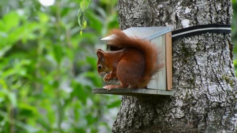 squirrel is eating