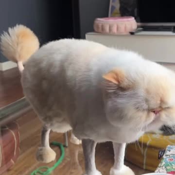 After the pet groomer trimming 😂