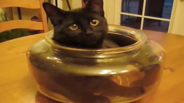 funny cat,Cat Fish Bowl