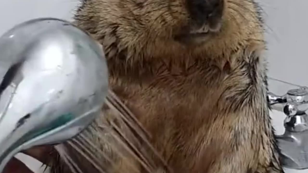 Washing Beaver Satisfaction