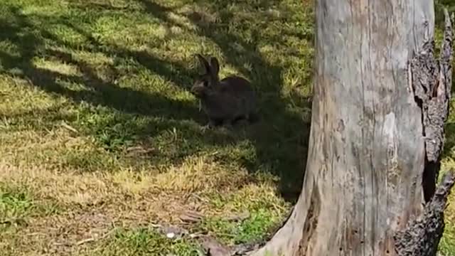 bunny #bunny #rabbit #shorts #satisfying #asmrsounds #viral #petlover #pets #pet #animal