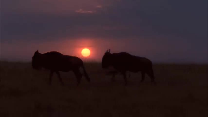 Great _ Migration _ _ Wild _ Ones _ _ Episode 11 Free Documentary Nature