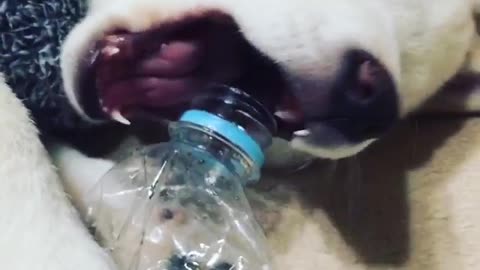 "I haven't eaten for three days. I'm starving."