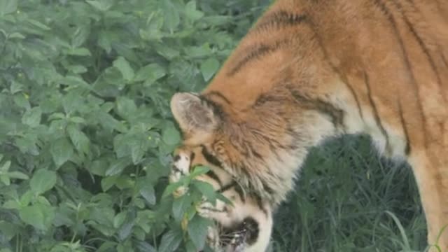 The tiger