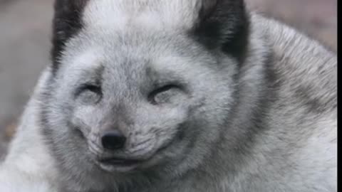 AhappyArcticFox