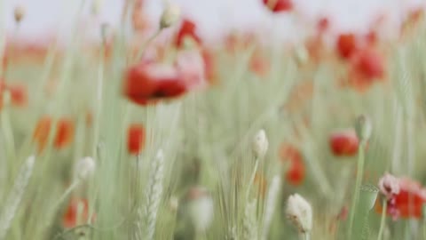 Natural Flowers Pause Great Beauty Of The Nature