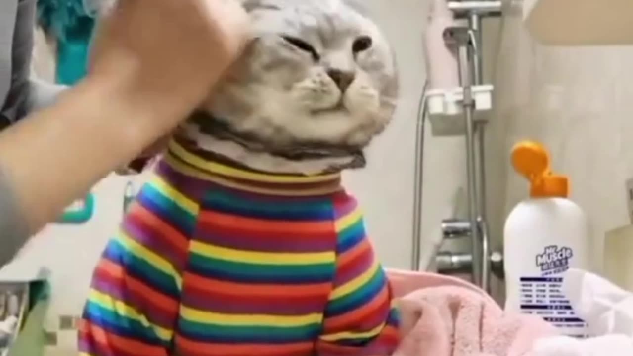 The funniest animals Fun with cats and dogs 2023 HA #3