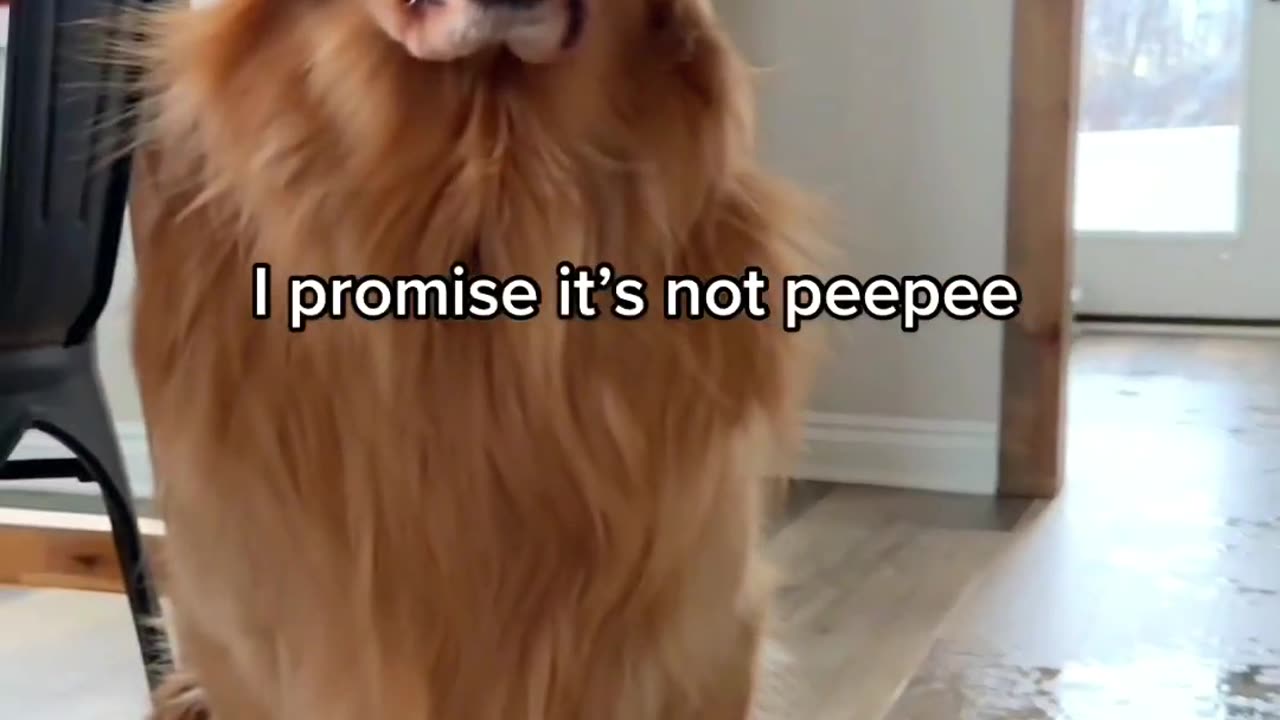 Life with a Golden Retriever: Midway Madness of Fur and Flips! 🐕🤪 #adorabledogs #cutedogs