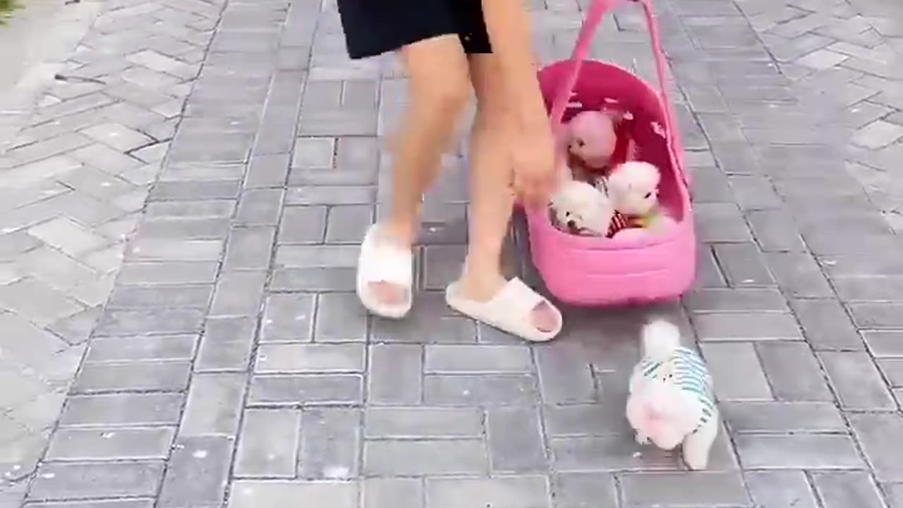 Tik Tok Chó Phốc Sóc Mini 😍 Funny and Cute Pomeranian