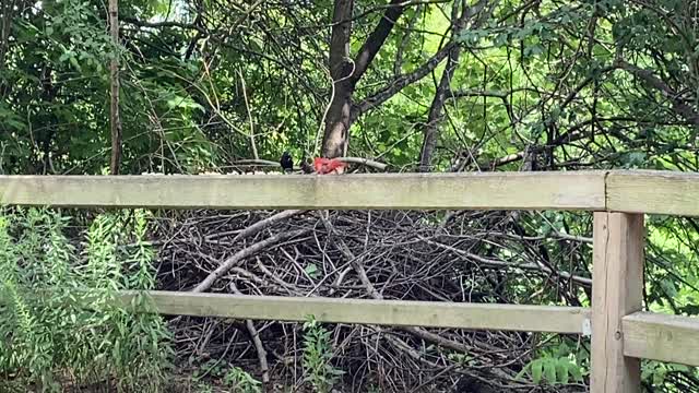 Cardinal VS red wing black bird