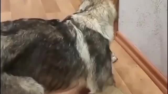 When a cat scares a dog