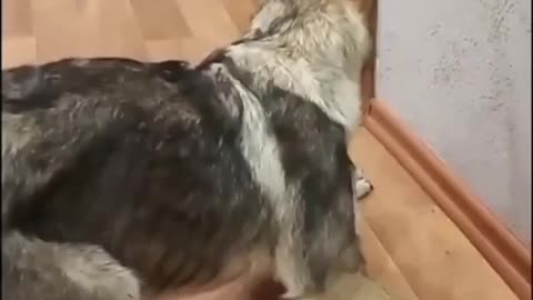 When a cat scares a dog