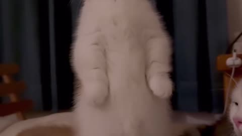 Cute cats 😻😻😻😻