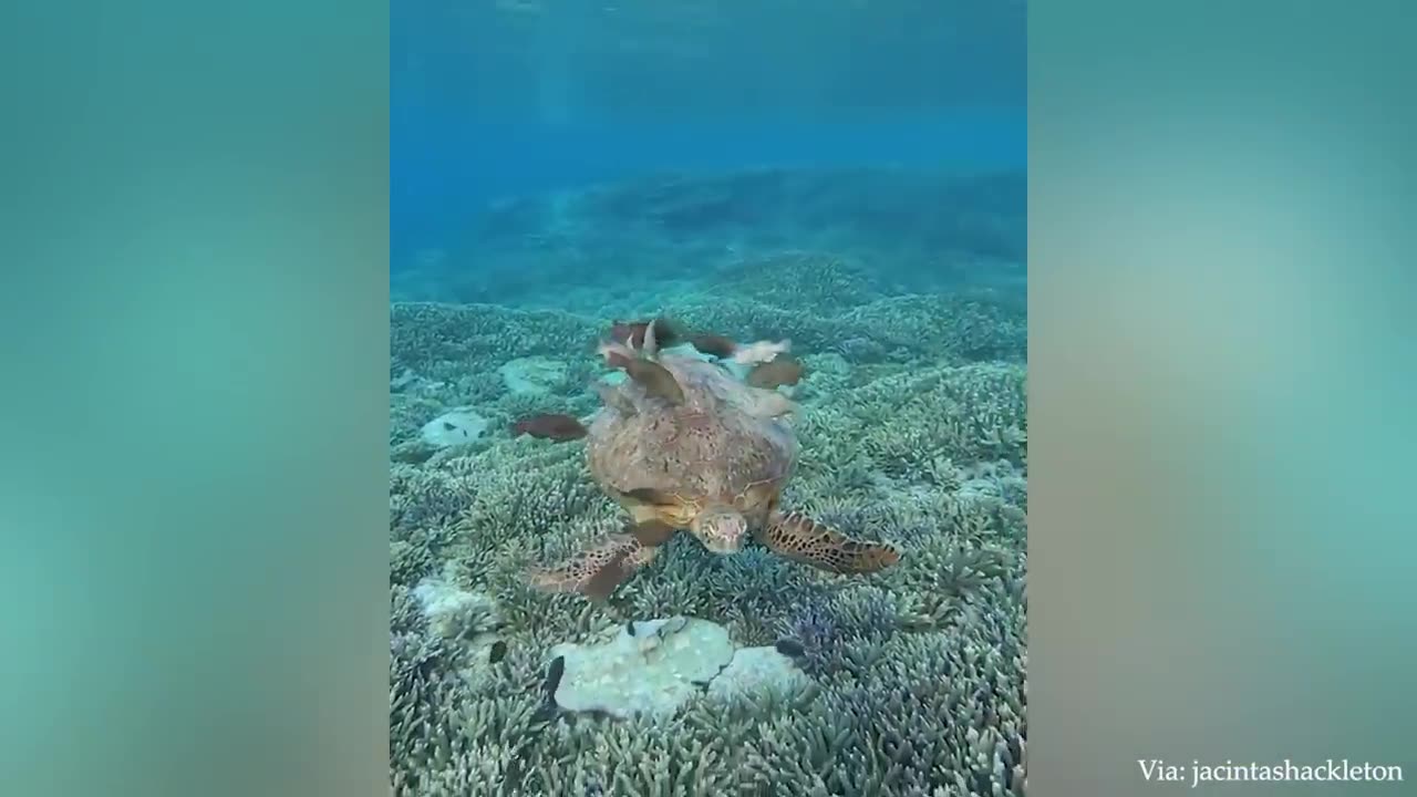 These lovely animals will blow your mind and brighten up your day.