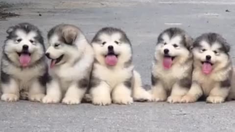 So funny alaskan malamute