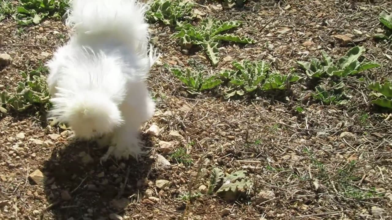 Hatching mountain quail chicks