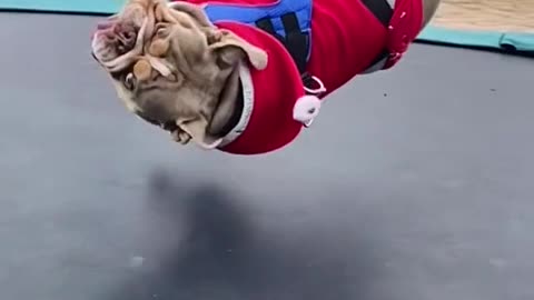 jumping dog, or not so much