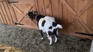 GOAT Dottie in labor and giving birth 03.2023