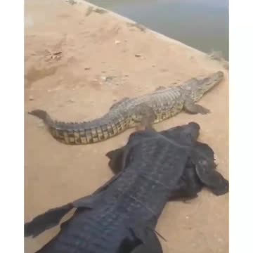 Why do men live less?😂😂# crocodile #men