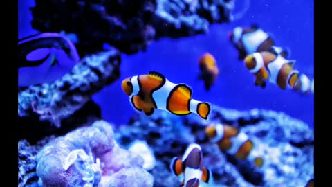 Beautiful fishes peaceful place and relax chill out music