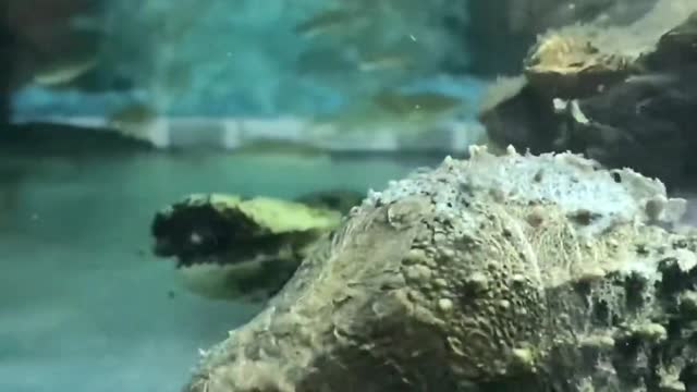 Snapping turtle